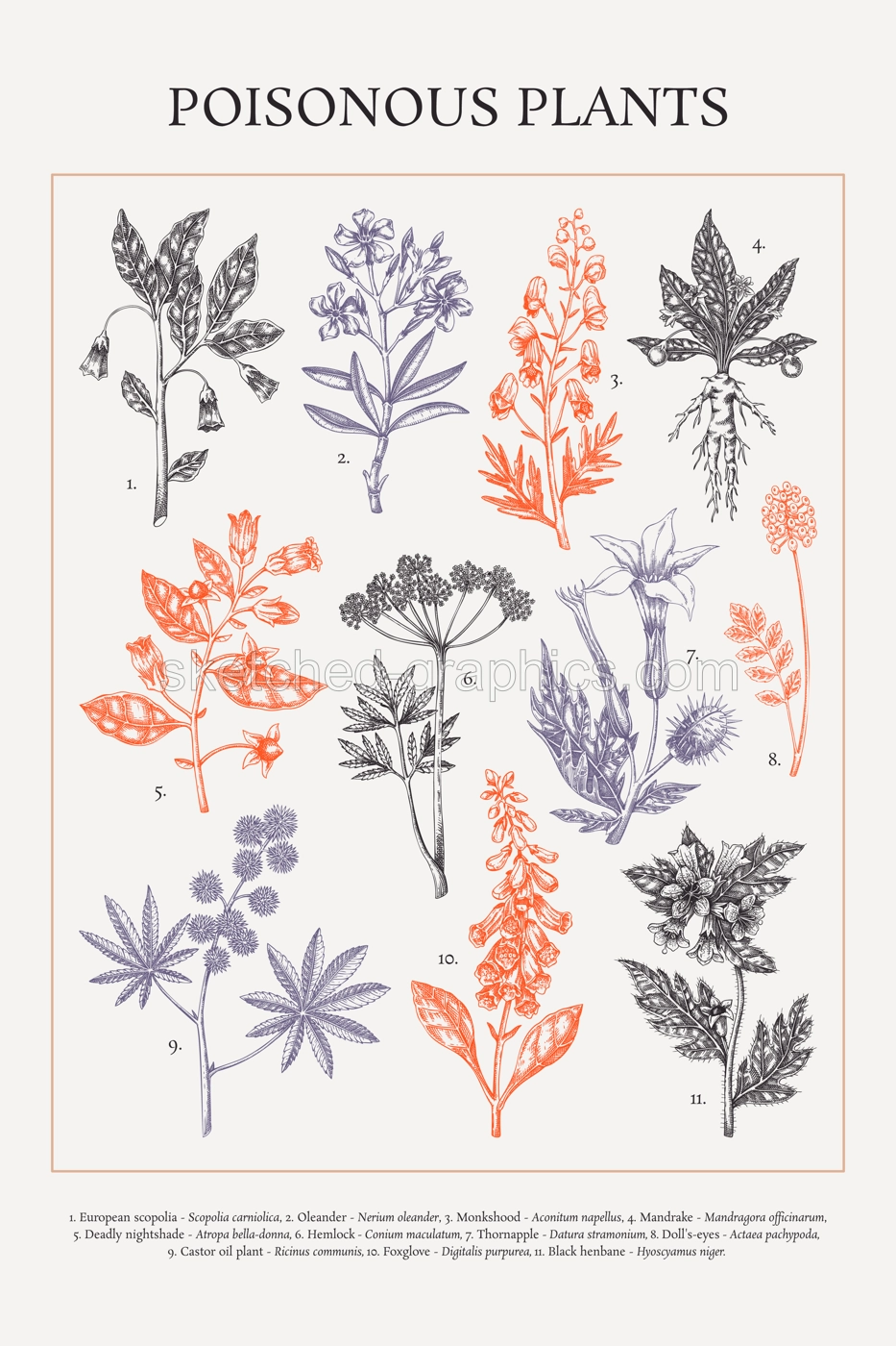 Poisonous plant hand drawn vector illustrations. Witch herbs in sketch style. Apothecary vintage poster design. NOT AI generated Illustration